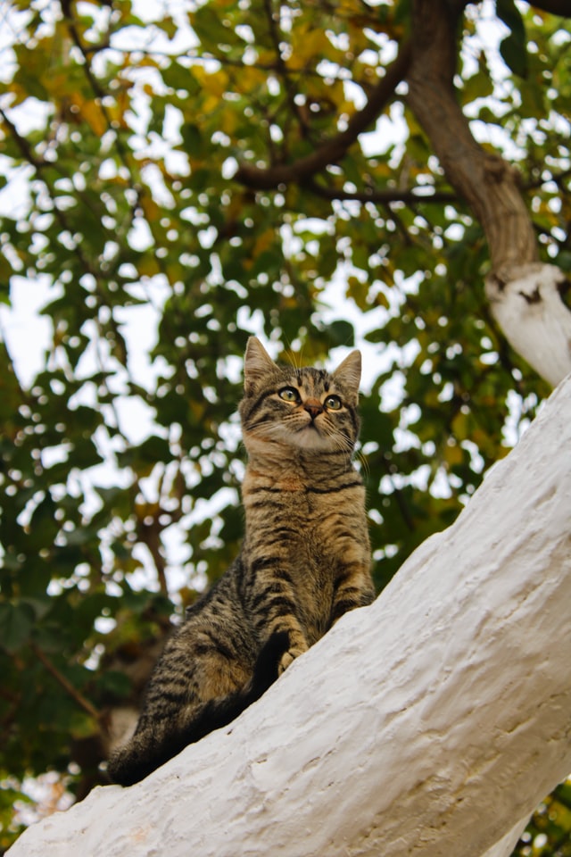 Outside of your Limassol property rental, this is the perfect place to rest. 